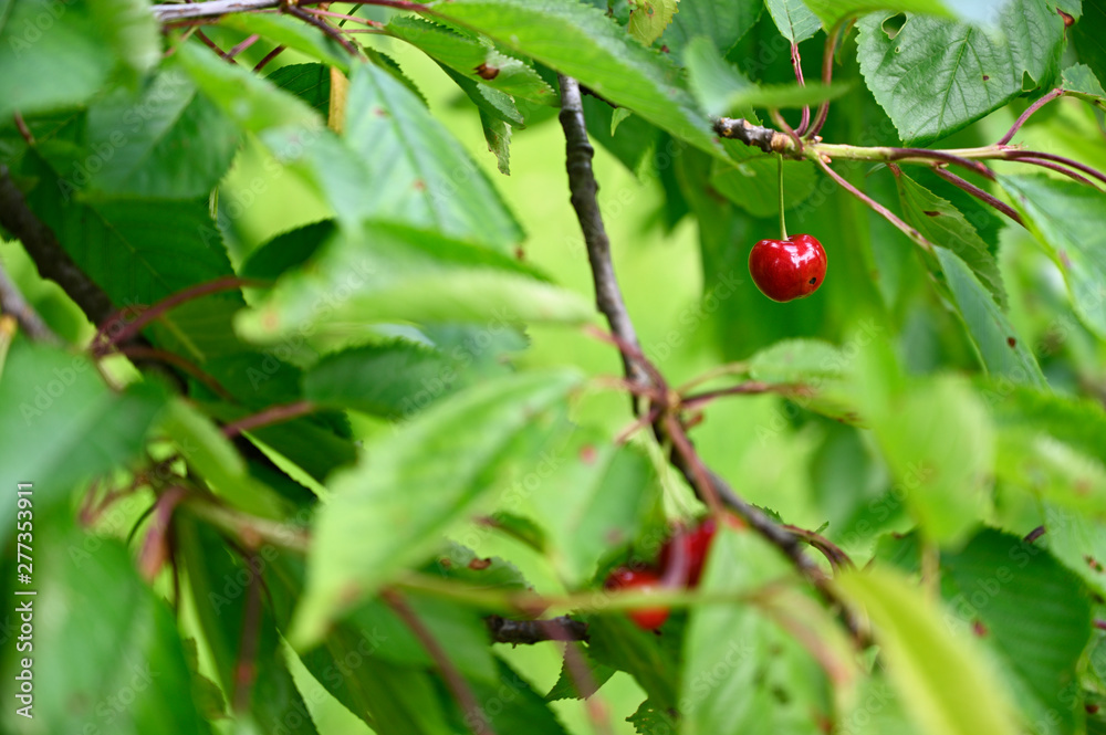 Red cherries on the tree.