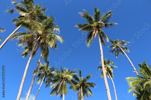 Palm trees