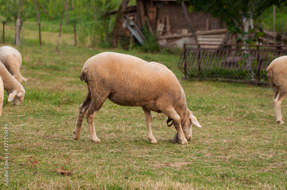 The sheep on the meadow eat grass The sheep on the meadow eat grass