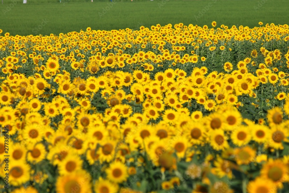 Obraz premium ひまわりの花畑