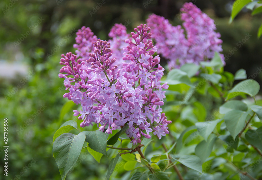 Lilac flowers . Lilac blossom in spring scene. Spring blooming lilac flowers. Lilac flowers . Lilac blossom in spring scene. Spring blooming lilac flowers.