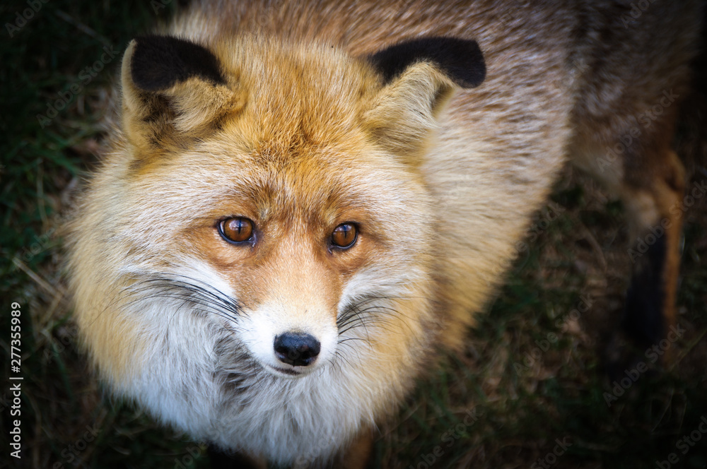 Obraz premium Portrait of a red fox