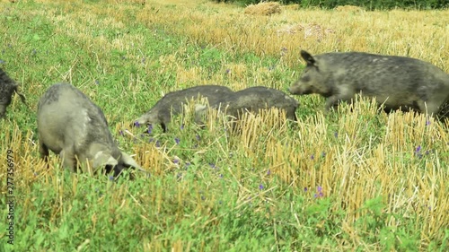 Black pigs piglets grazing in the field mangulica passing through shot 03 photo