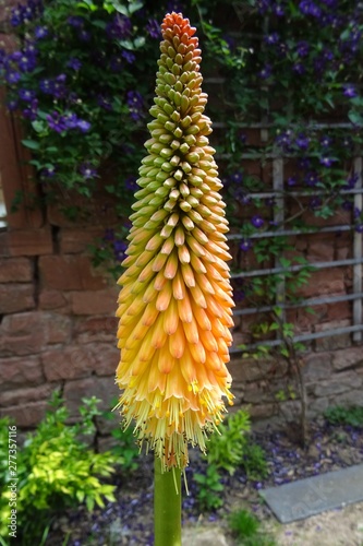 Schopf-Fackellilie Blüte orange photo