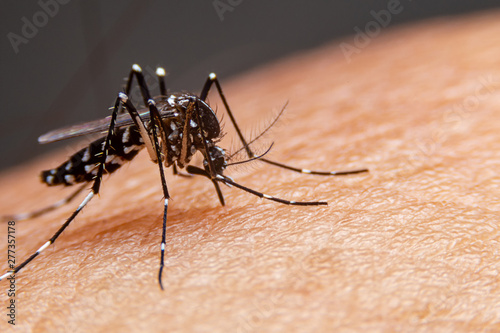 Striped mosquitoes are eating blood on human skin. Mosquitoes are carriers of dengue fever and malaria.Dengue fever is very widespread during the rainy season. © witsawat