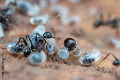 Inside a nest of Pheidole big-headed ants, with pupae, larvae and eggs, under a rock in tropical Australia © peter