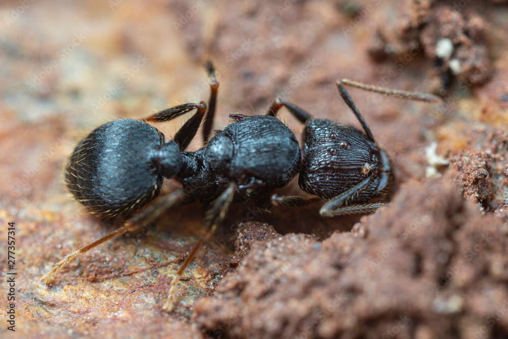 Queen Pheidole big-headed ant, under a rock in tropical Australia