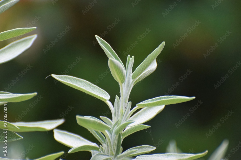 Obraz premium Salvia divinorum beautiful herb plant 