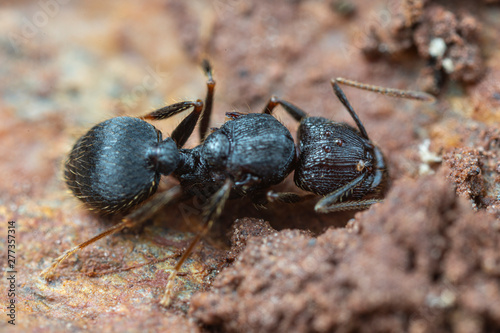 Queen Pheidole big-headed ant, under a rock in tropical Australia