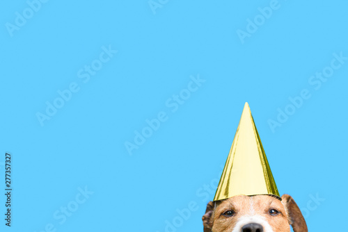 Photography Birthday and celebrations concept with dog wearing golden party hat