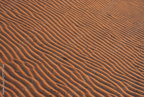 Desert, with footprints of different animals Namibia, dune in the morning sun