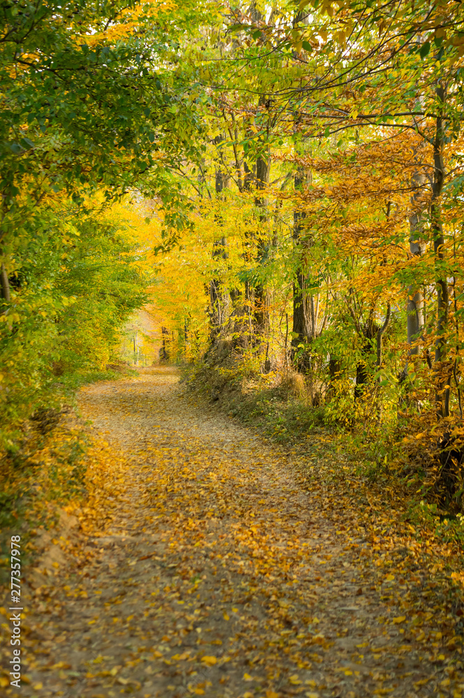 Autumn Colors - .Coutry Road, Rural Scene - Romania - Transylvania