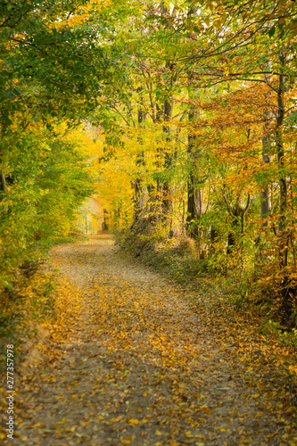 Autumn Colors - .Coutry Road  Rural Scene - Romania - Transylvania