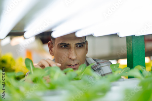 Dark-eyed mature agriculturist checking lettuce in greenhouse
