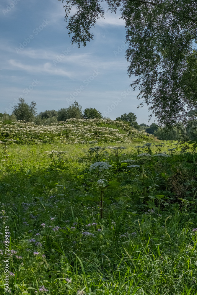 Heracleum mantegazzianum Riesen-Bärenklau Heracleum mantegazzianum Riesen-Bärenklau