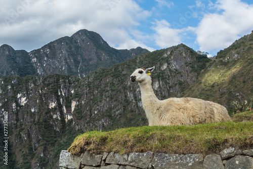 A Llama sitting, llama contemplate its domains © Julio
