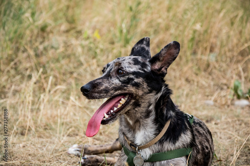 Funny non breed dog walk in the summer park photo
