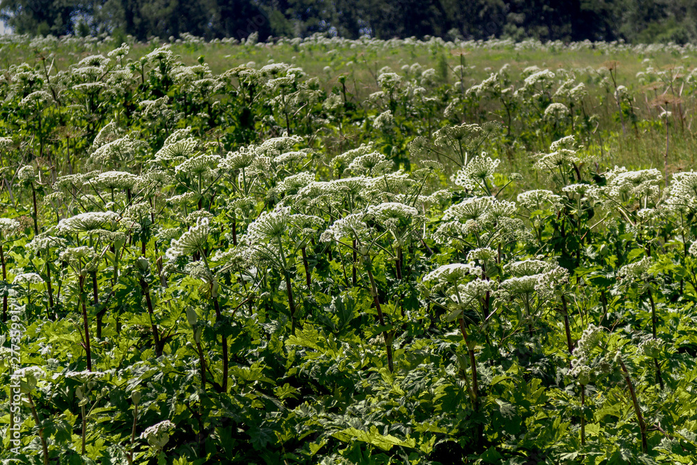 Giant Hogweed, plant of Giant Hogweed growing in field, Heracleum. many plants Giant Hogweed, plant of Giant Hogweed growing in field, Heracleum. many plants