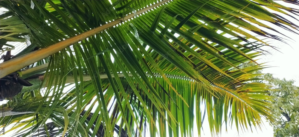 Fototapeta premium coconut palm tree closeup image