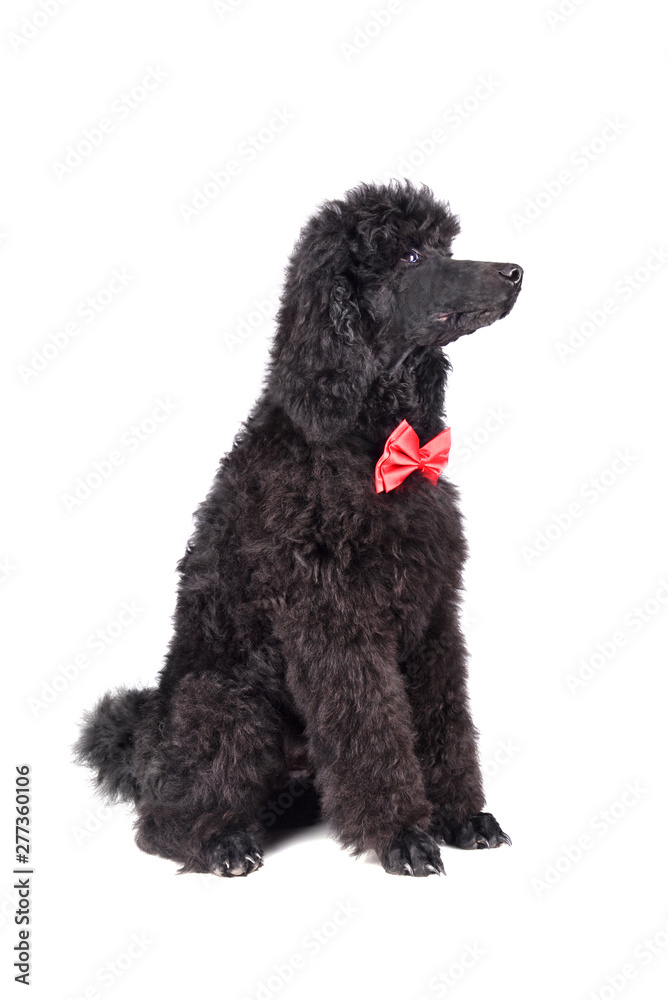 Three months old puppy of black poodle Three months old puppy of black poodle