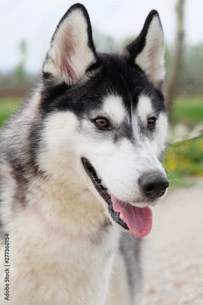 Young and Happy Siberian Husky photoshot in the countryside of Vicenza, April 2019