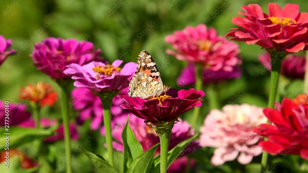 Butterfly (Vanessa cardui) on zinnia flower Butterfly (Vanessa cardui) on zinnia flower