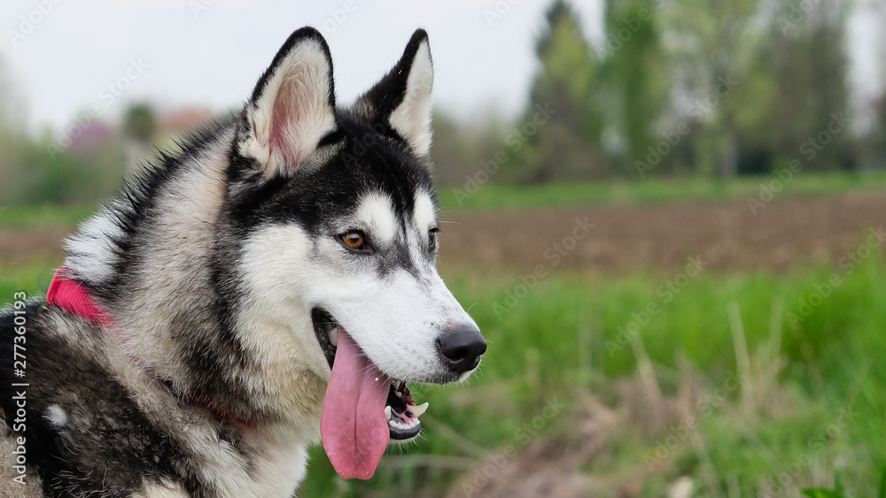 Young and Happy Siberian Husky photoshot in the countryside of Vicenza, April 2019