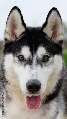 Young and Happy Siberian Husky photoshot in the countryside of Vicenza  April 2019
