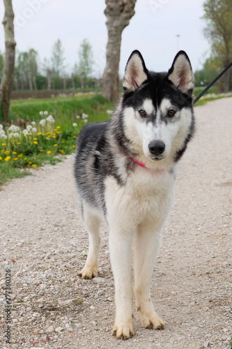 Young and Happy Siberian Husky photoshot in the countryside of Vicenza  April 2019