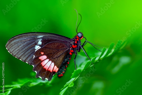Closeup   beautiful butterfly  © blackdiamond67