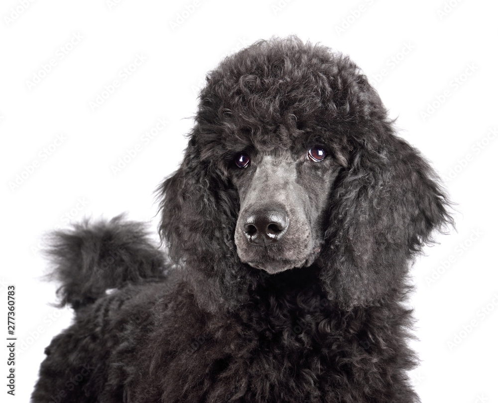 Portrait of black poodle puppy Portrait of black poodle puppy