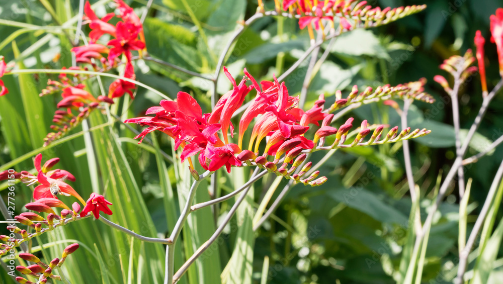 (Crocosmia × crocosmiiflora) Garten-Montbretie 'Lucifer' gelborange bis rot (Crocosmia × crocosmiiflora) Garten-Montbretie 'Lucifer' gelborange bis rot
