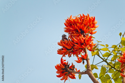 Polash flower in full bloom