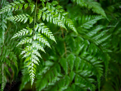 Fototapeta Naklejka Na Ścianę i Meble -  fern leaf plant natural background green colour relax