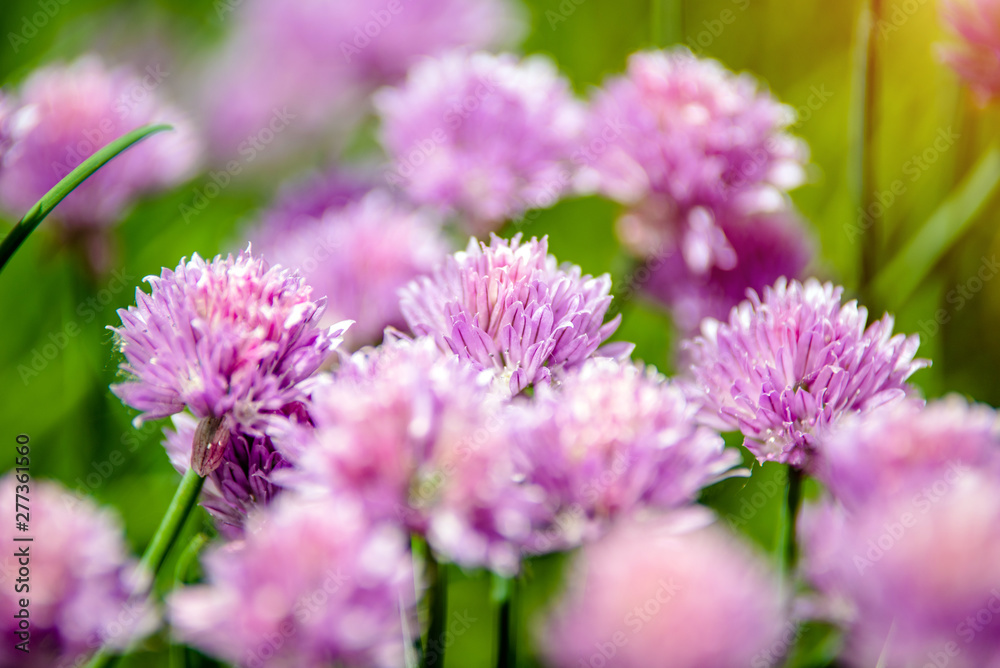 Purple flowers grow in the garden in summer 