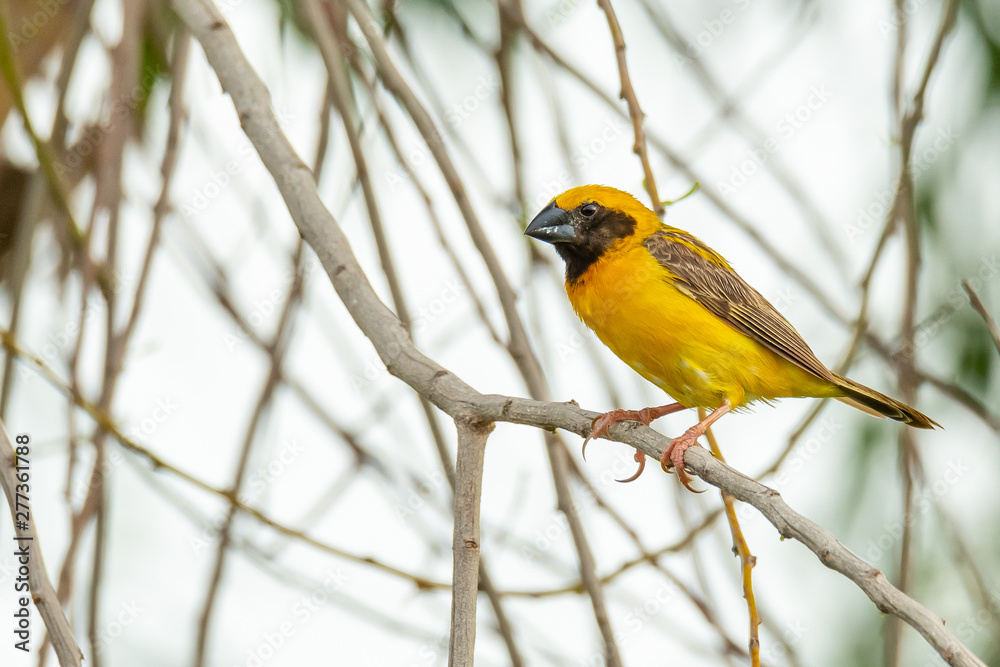 Male Asian Golden Weaver isolated perching on perch Male Asian Golden Weaver isolated perching on perch