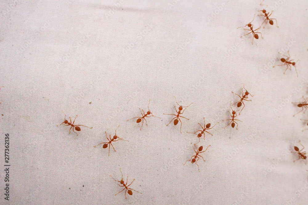 Red ant colony on a white background, blurred Red ant colony on a white background, blurred