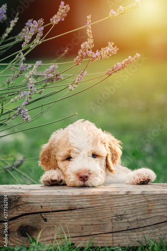beautiful little puppy playing outdoor