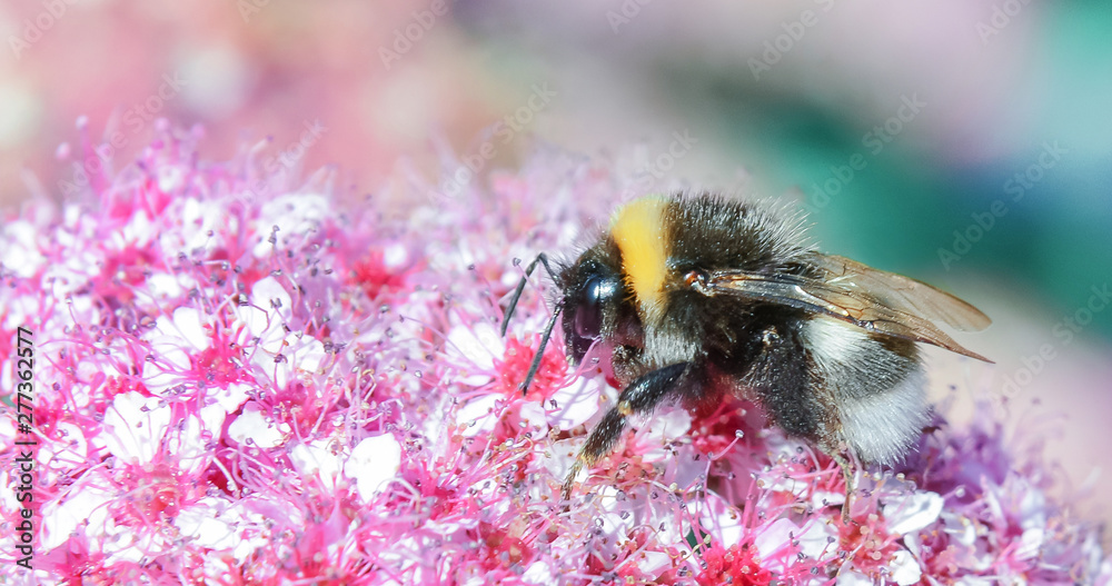 Bumblebee collecting nectar from a flower. Bright saturated colors. Summer sunny day Bumblebee collecting nectar from a flower. Bright saturated colors. Summer sunny day