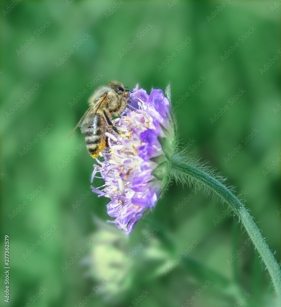 Honey bee on a wild flower among green vegetation on a hot summer day. It is noticeable that the belly of a bee is in yellow pollen of a flower. Honey bee on a wild flower among green vegetation on a hot summer day. It is noticeable that the belly of a bee is in yellow pollen of a flower.