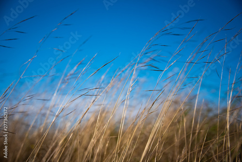 grass and sky