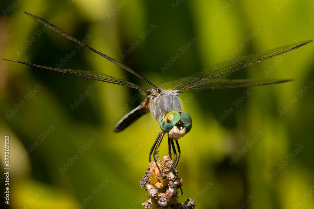 Dragonfly Perched before Flight Dragonfly Perched before Flight