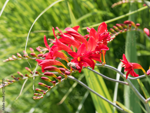 (Crocosmia × crocosmiiflora) Garten-Montbretie 'Lucifer' gelborange bis rot, sehr beliebte sommerblume. photo