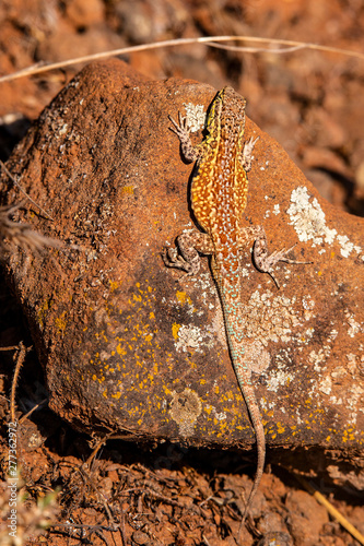 Side-blotched Lizard (Uta stansburiana) photo