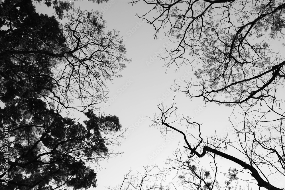 Fototapeta premium Looking up in Forest - Tree branches nature abstract - monochrome