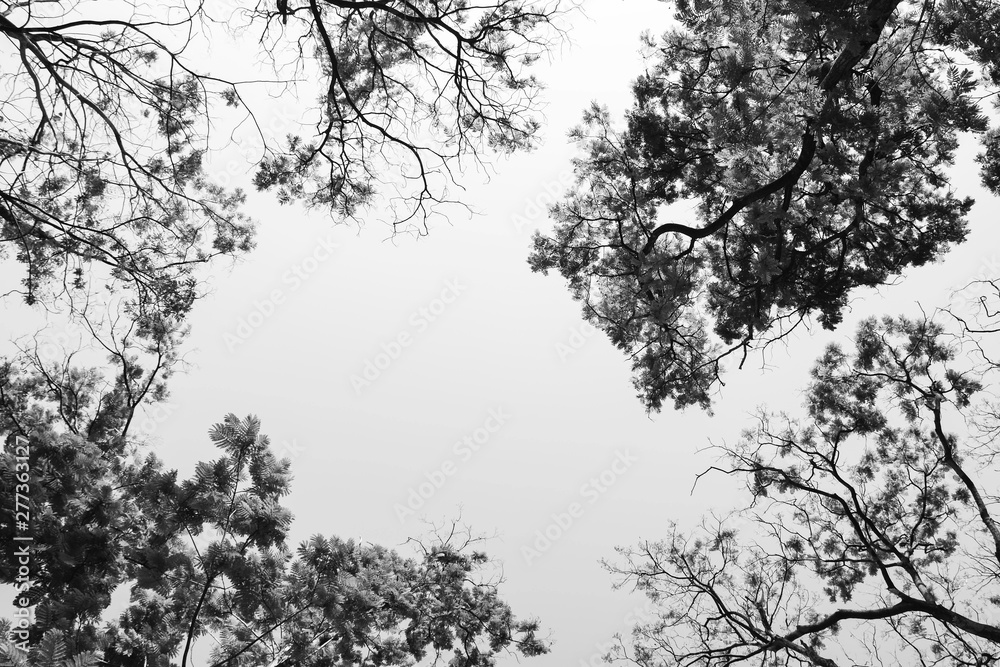 Looking up in Forest - Tree branches nature abstract - monochrome Looking up in Forest - Tree branches nature abstract - monochrome