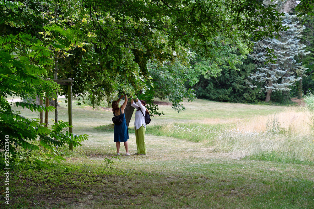 Fototapeta premium zwei frauen pflücken kirschen in einem park