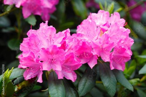Pink Rhododendronblüte © detailfoto