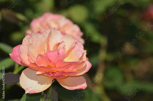 Thomasville rose garden 0314
