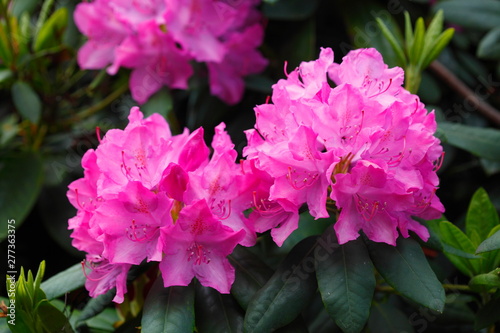 Pink Rhododendronblüte